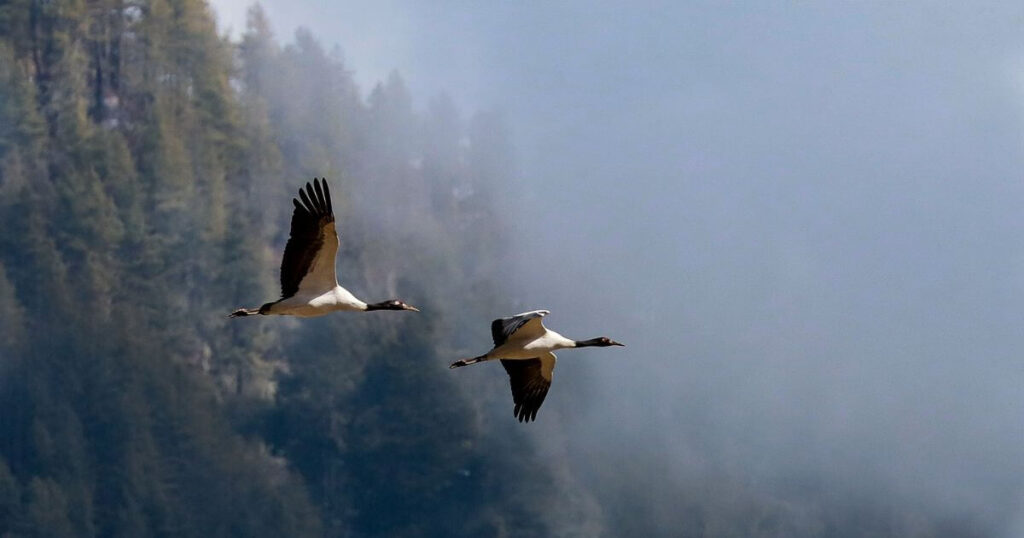 這張圖片展示了兩隻黑頸鶴在天空中飛翔,背景為朦朧的森林和山脈。黑頸鶴是稀有且受保護的物種,常見於不丹的Phobjikha山谷,它們的飛行姿態展現了優雅的自然之美。