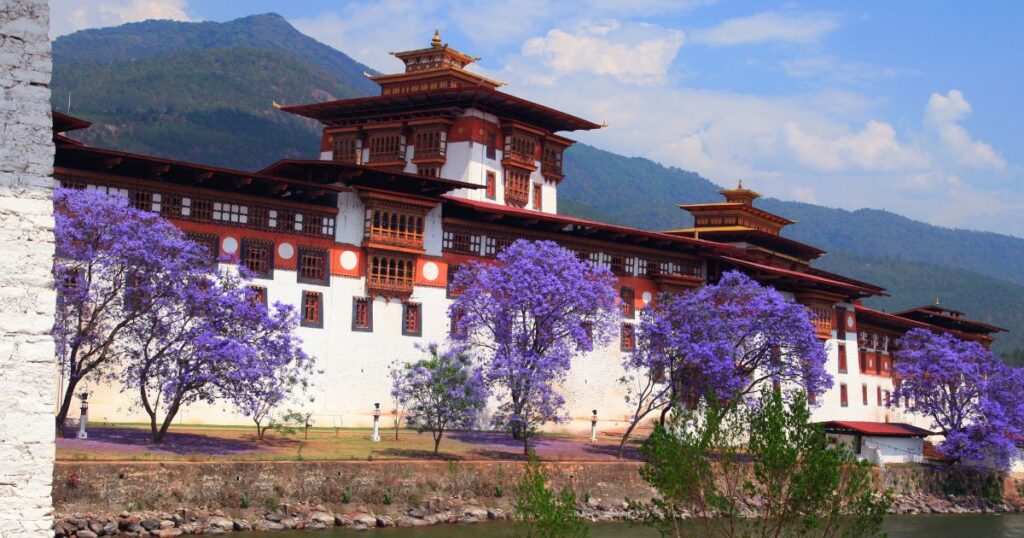 這張圖片展示了普那卡宗堡的外觀,藍花楹的花樹點綴著周圍的景觀。普那卡宗堡是重要的宗教與歷史地標,位於兩條河流交匯處,展現出不丹的自然美景。