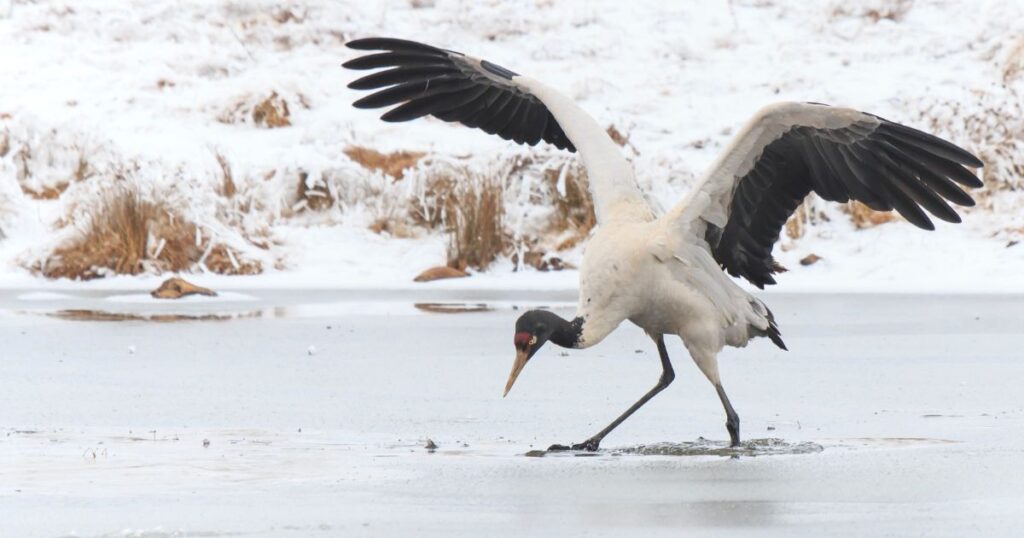 圖片中展示了一隻黑頸鶴在結冰的湖面上展翅行走，背景是雪覆的草地與冰冷的冬日景色，整體畫面散發著寧靜與大自然的純粹之美。