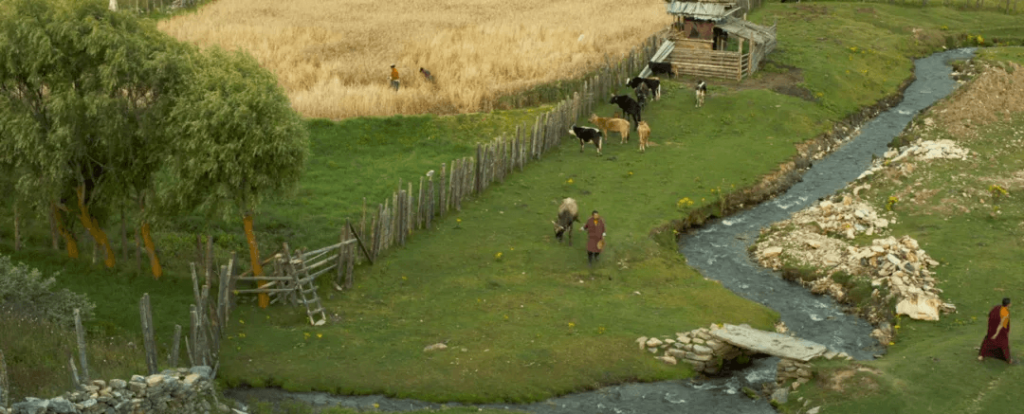 此劇照展示了不丹的田野風光，村民帶著牛群沿著小溪行走。田野間的綠樹和遠處的金色麥田構成一幅悠閒的農村圖景，展現出自然與生活的和諧。