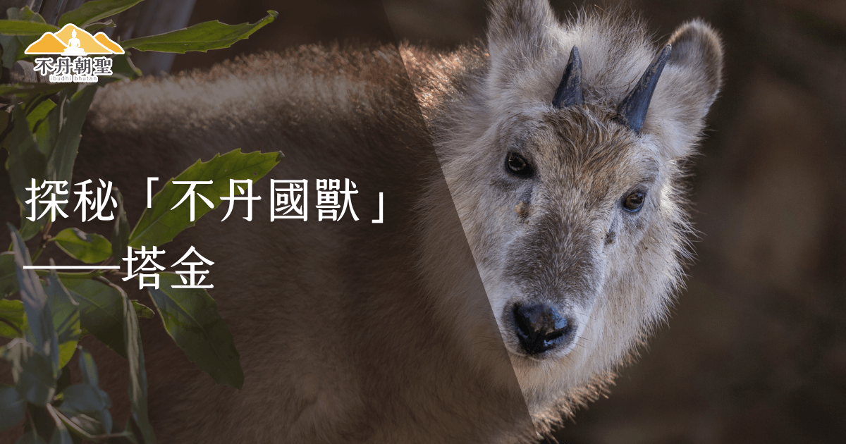 圖片展示不丹國獸塔金（Takin）的特寫，周圍環繞著綠葉背景。塔金以其獨特的外觀和神秘的生物學特徵成為不丹的象徵動物，吸引自然愛好者的目光。